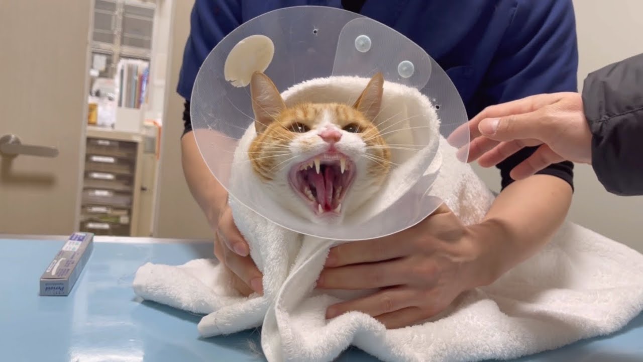 病院で凶暴猫の血液検査と歯磨きをしてきました