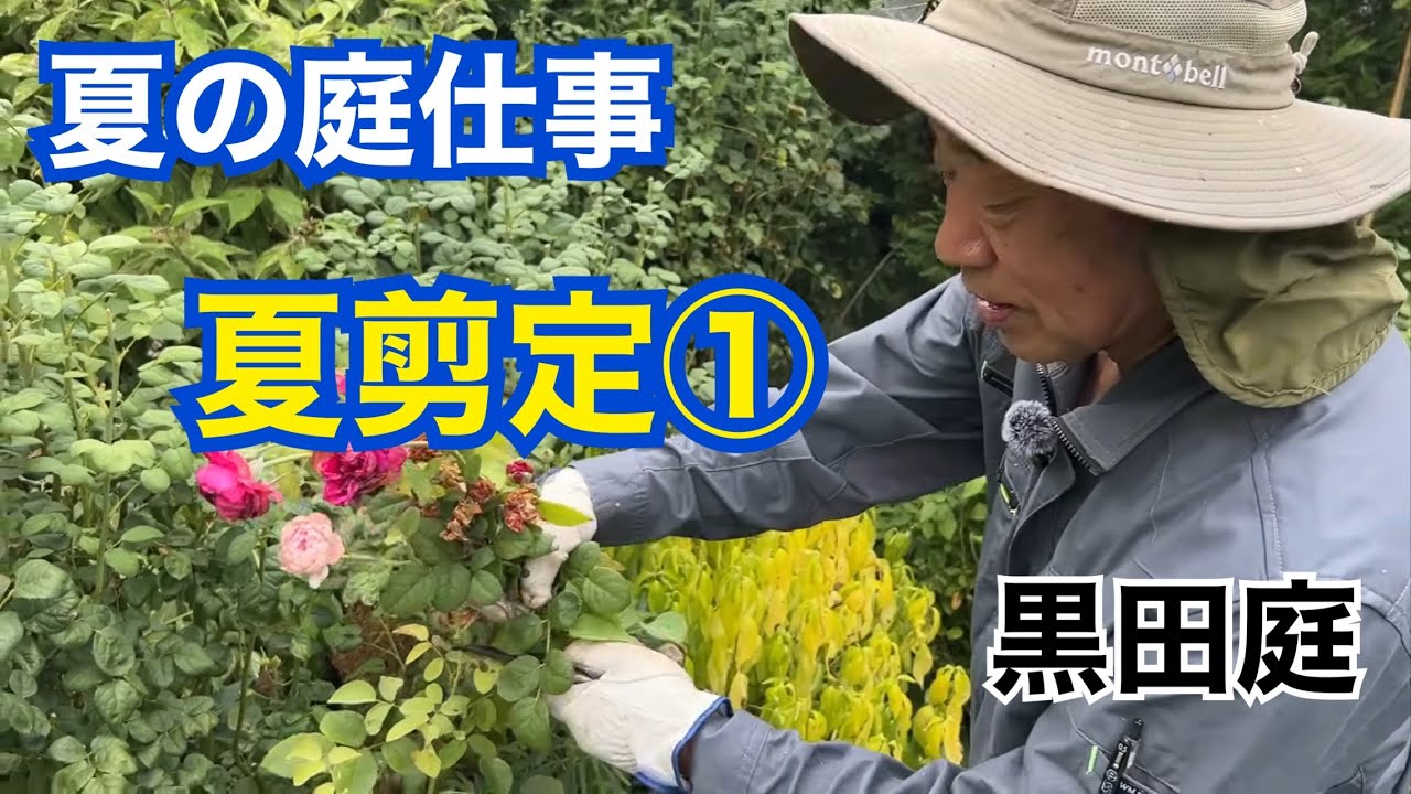 黒田庭の夏剪定① 2025 Kuroda's Residence