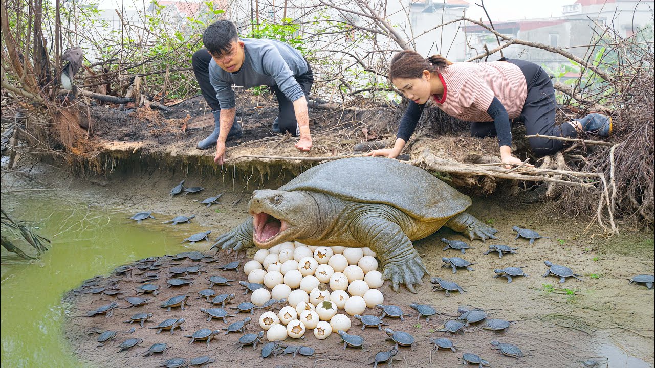 Harvesting Giant Softshell Turtle, Cook Turtle Soup and Roasted With Salt Recipe - Amazing Cooking