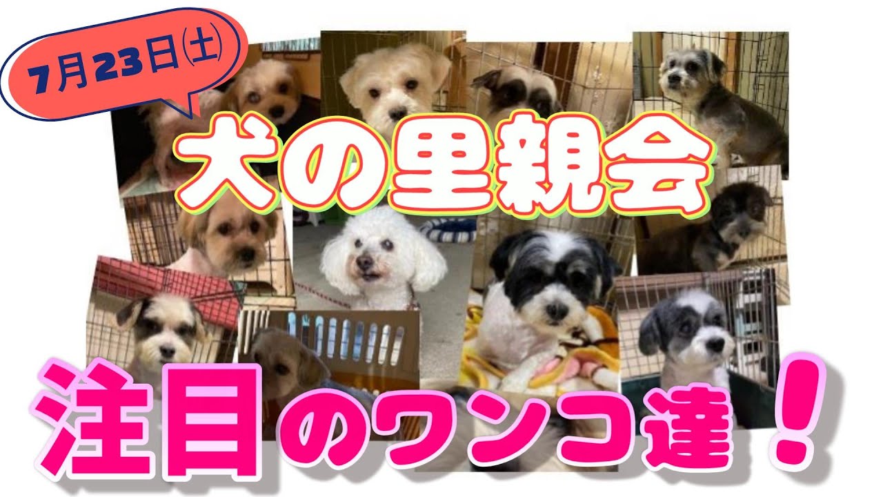 【開催目前】注目のワンコ達を紹介！～犬の里親会～：７０４