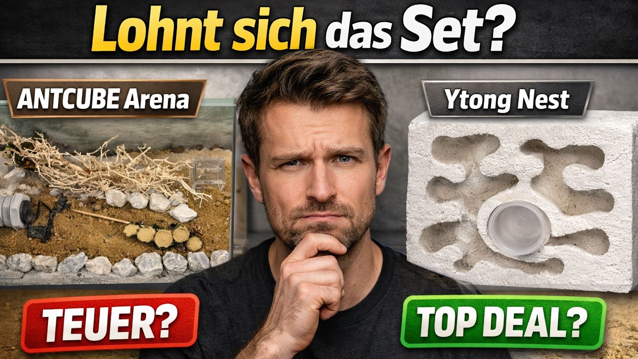 Ameisenfarm von ANTCUBE Arena + Ytong im Test: Lohnt sich das Set? (ehrlicher Praxischeck)