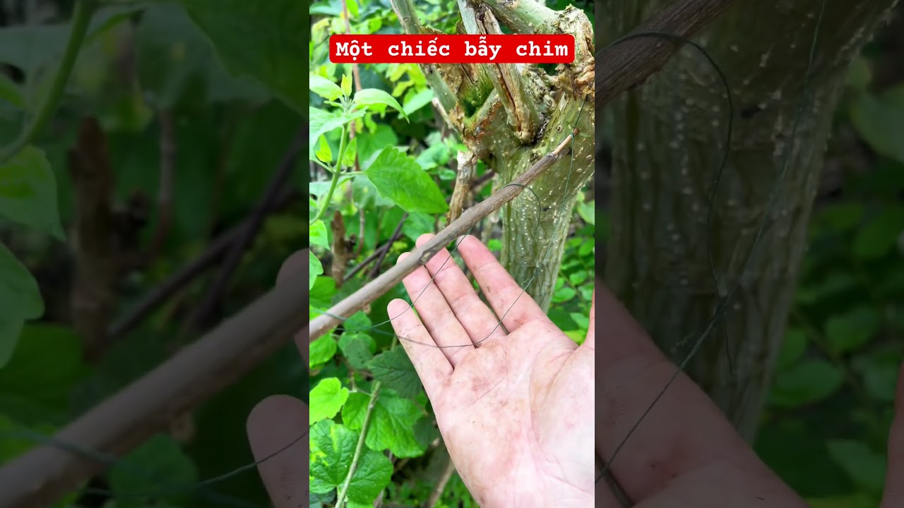 C&aacute;ch l&agrave;m bẫy chim ăn dế #baychim #birdtrap