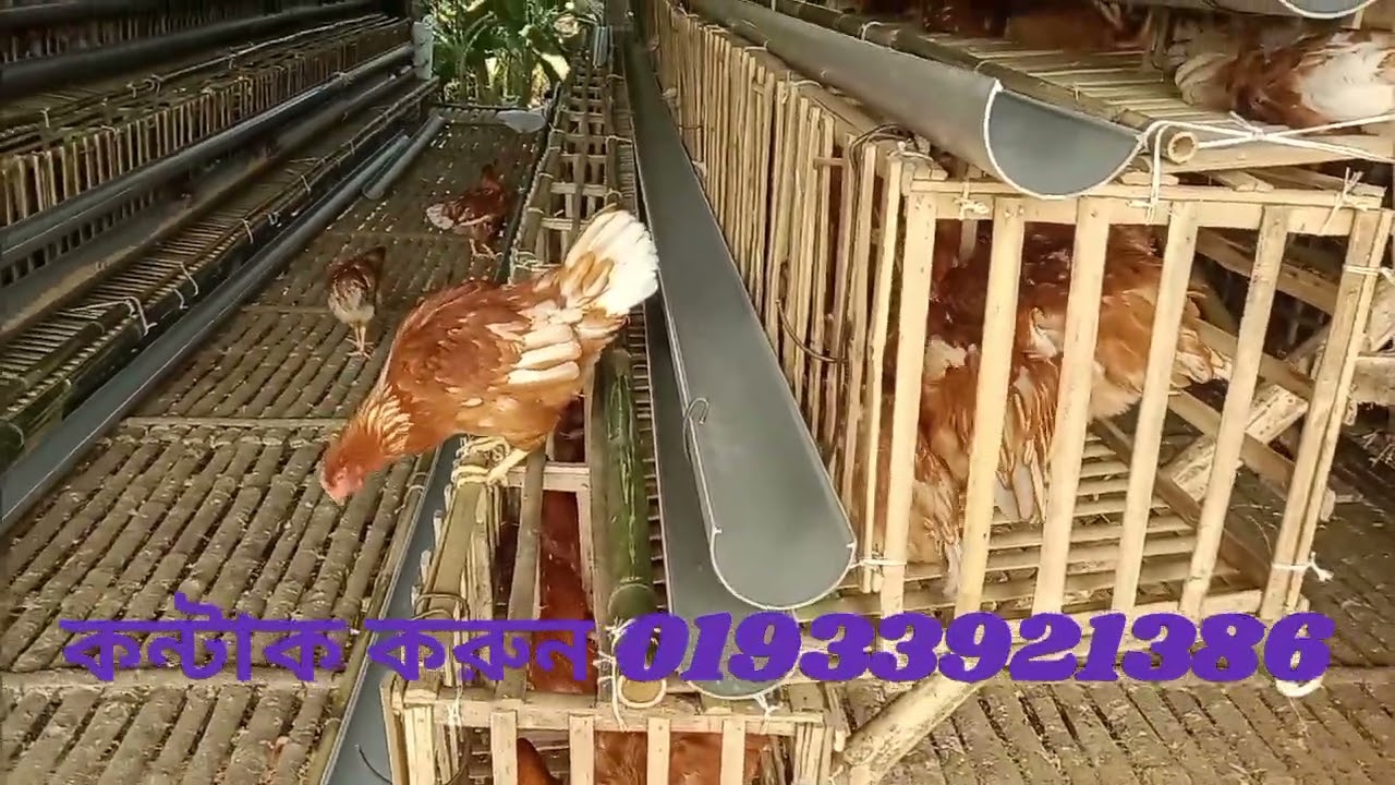 লেয়ার মুরগির বাঁশের খাঁচা কম খরচে তৈরি করা হয় নিখুঁত কারিগর রশিদুল ভাই কল করুন 01791018525