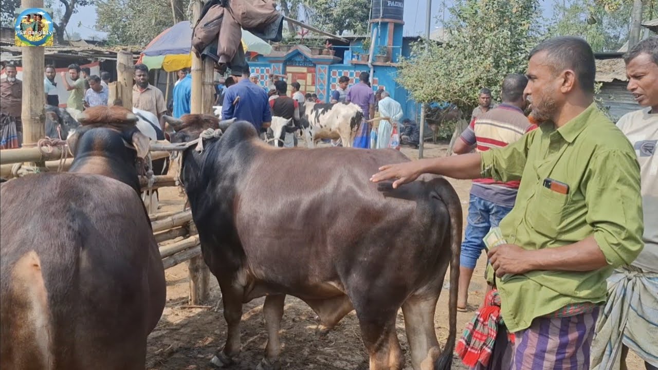 @ 22/2/2026|| জোড়া কততে বিক্রি হলো? খামার উপযোগী কুরবানির ষাঁড় গরু কাহারোল হাটে||