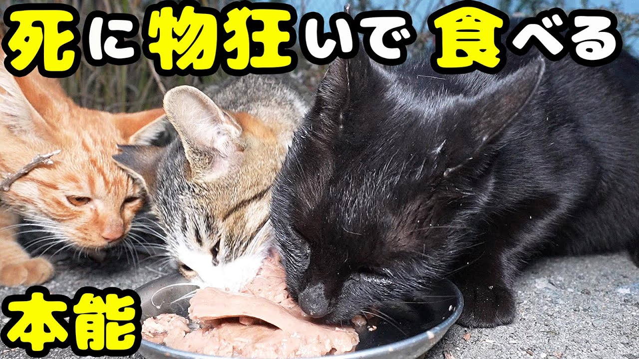 【必死に生きる野良猫】すさまじい勢いで食べる空腹な猫たち さくらねこたちへのエサやり うーちゃん プラダちゃん シロくん トラ吉くん