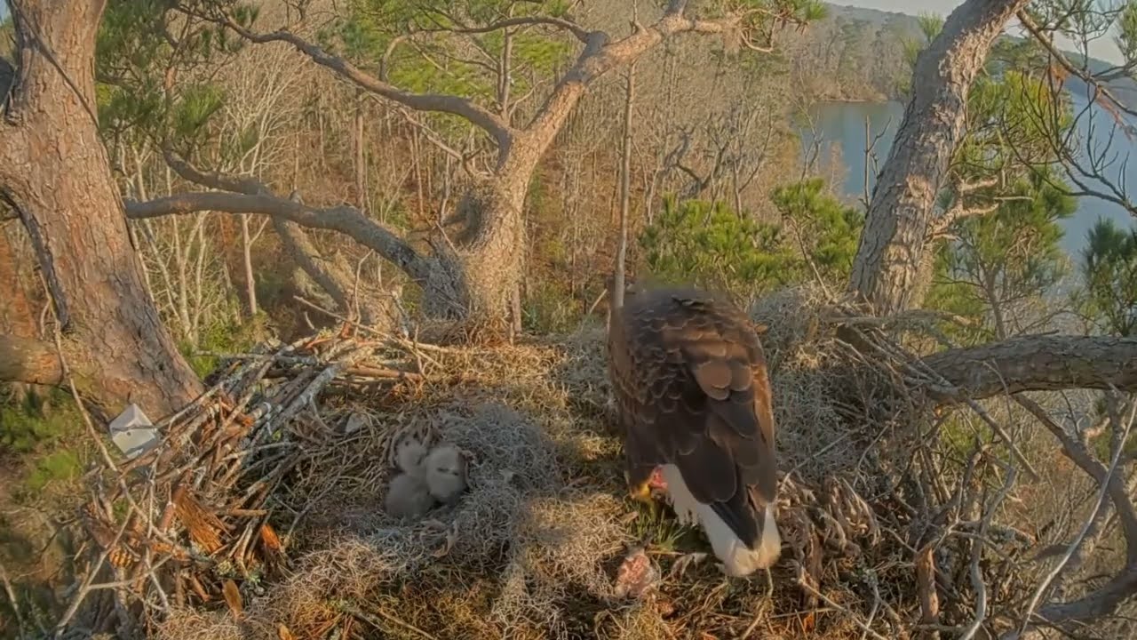 #baldeagle Cam5#09 Review baby birds in the nest - Dad and mother brings food to feed their chicks