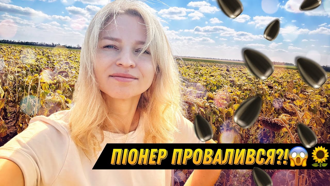 Соняшник Піонер: провал чи буде урожай‼️🌻 АГРОТОРГ 👩‍🌾