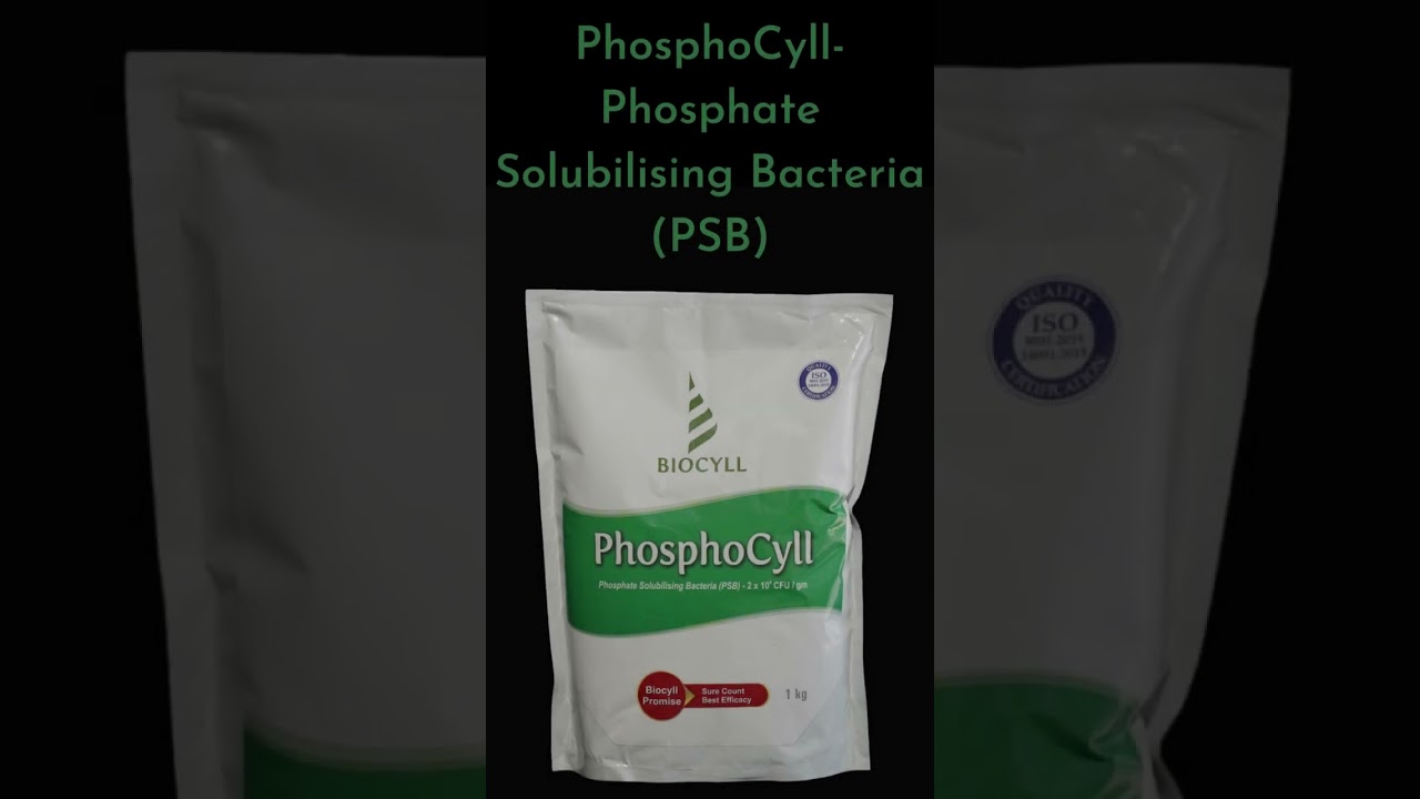 PhosphoCyll  Phosphate Solubilising Bacteria PSB