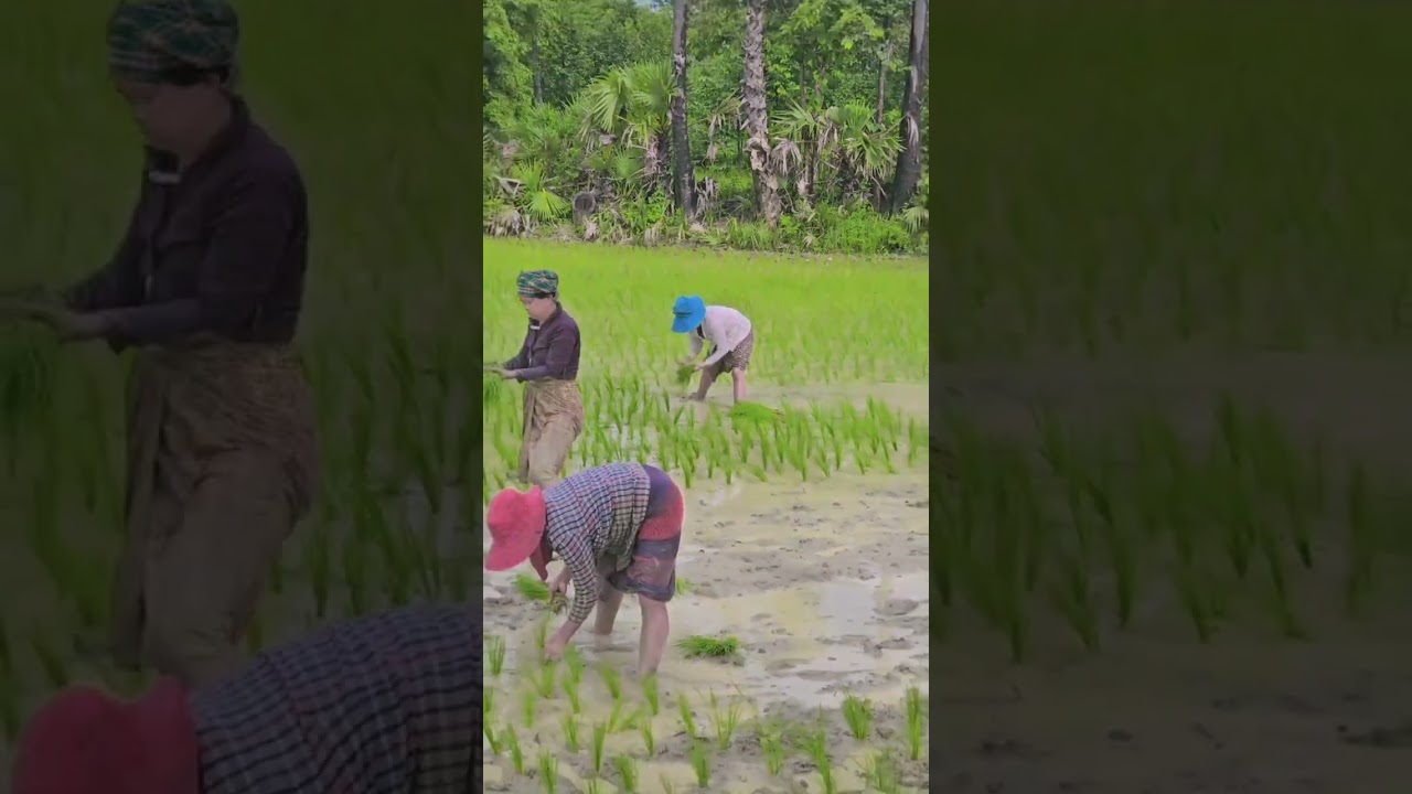 Strong Women's Struggle for Life #theLifeOfMyanmarPeople #myanmar
