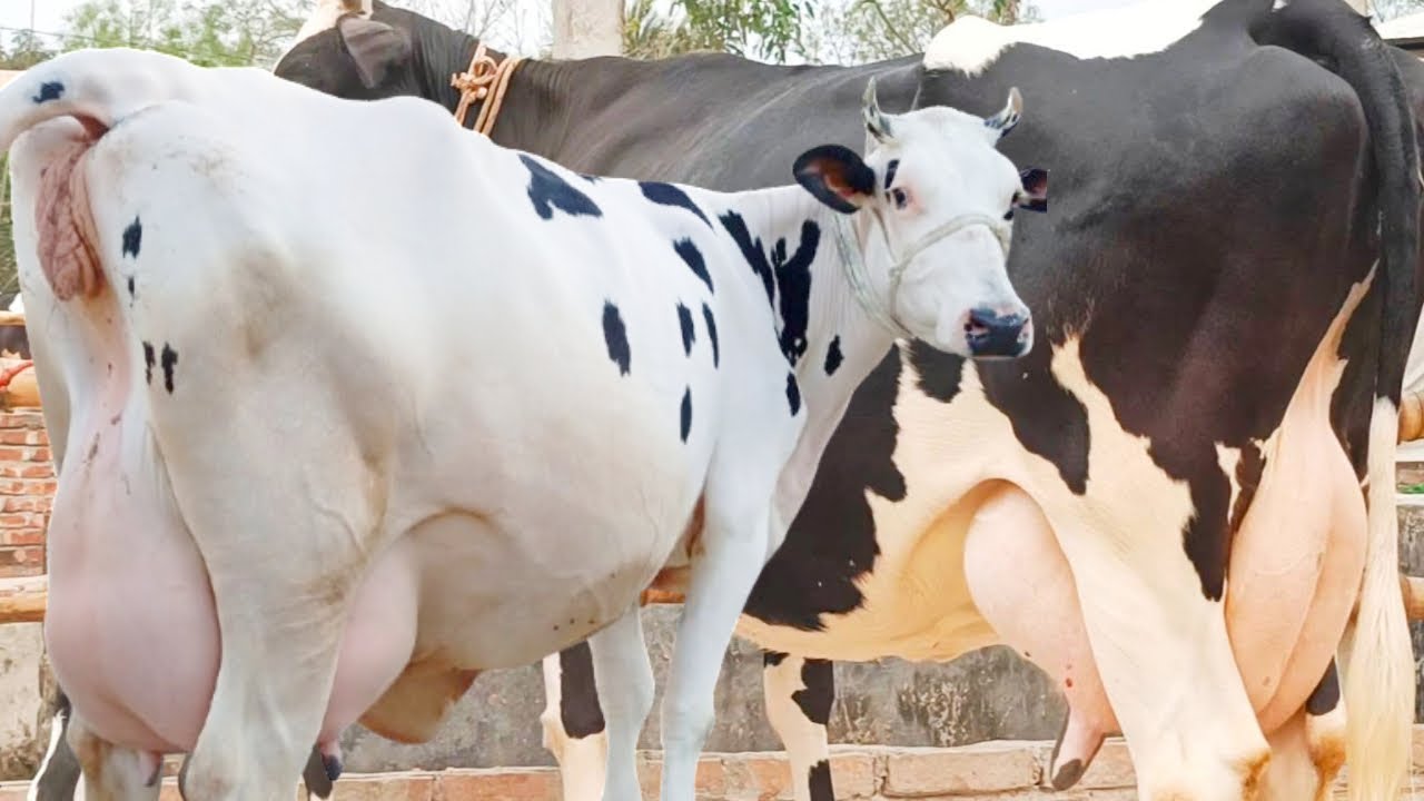 ২০ থেকে ২৫ লিটার দুধের গাভীর দাম জানুন। খামার উপযোগী সেরা মানের গাভী কিনুন