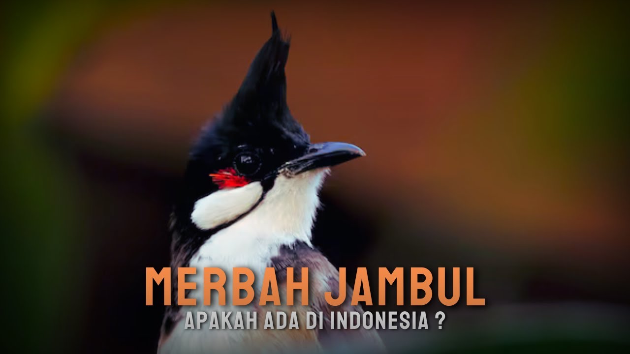 Mengenal Merbah Jambul, Burung Yang Sedang VIRAL Saat ini !
