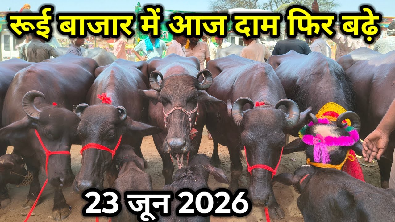 गर्मी में दाम बढ़े ll 23 जून 2026 ll rui pashu mandi ll rui buffalo market ll rui bazar mainpuri 