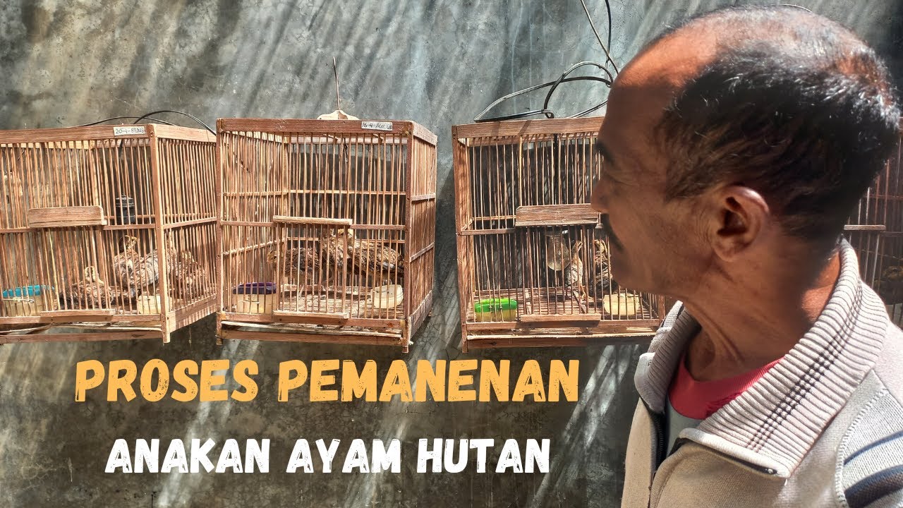 Dari Hobi Membawa Rejeki Budidaya Ayam Hutan Hijau Rumahan Hasilkan Cuan Puluhan Juta Rupiah