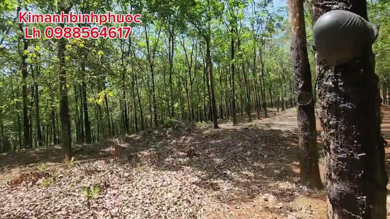 Bán đất vườn cao su 43ha giá 700trieu 1ha xã đăng hà bù đăng bình phước LH 0988564617
