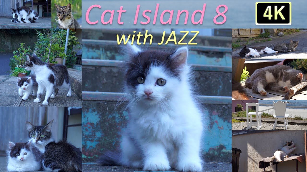 【猫×ジャズ 8th】癒しの猫島 子猫の季節 猫歩き2時間 Cat Island in JAPAN  with JAZZ. Japan’s cat island is paradise