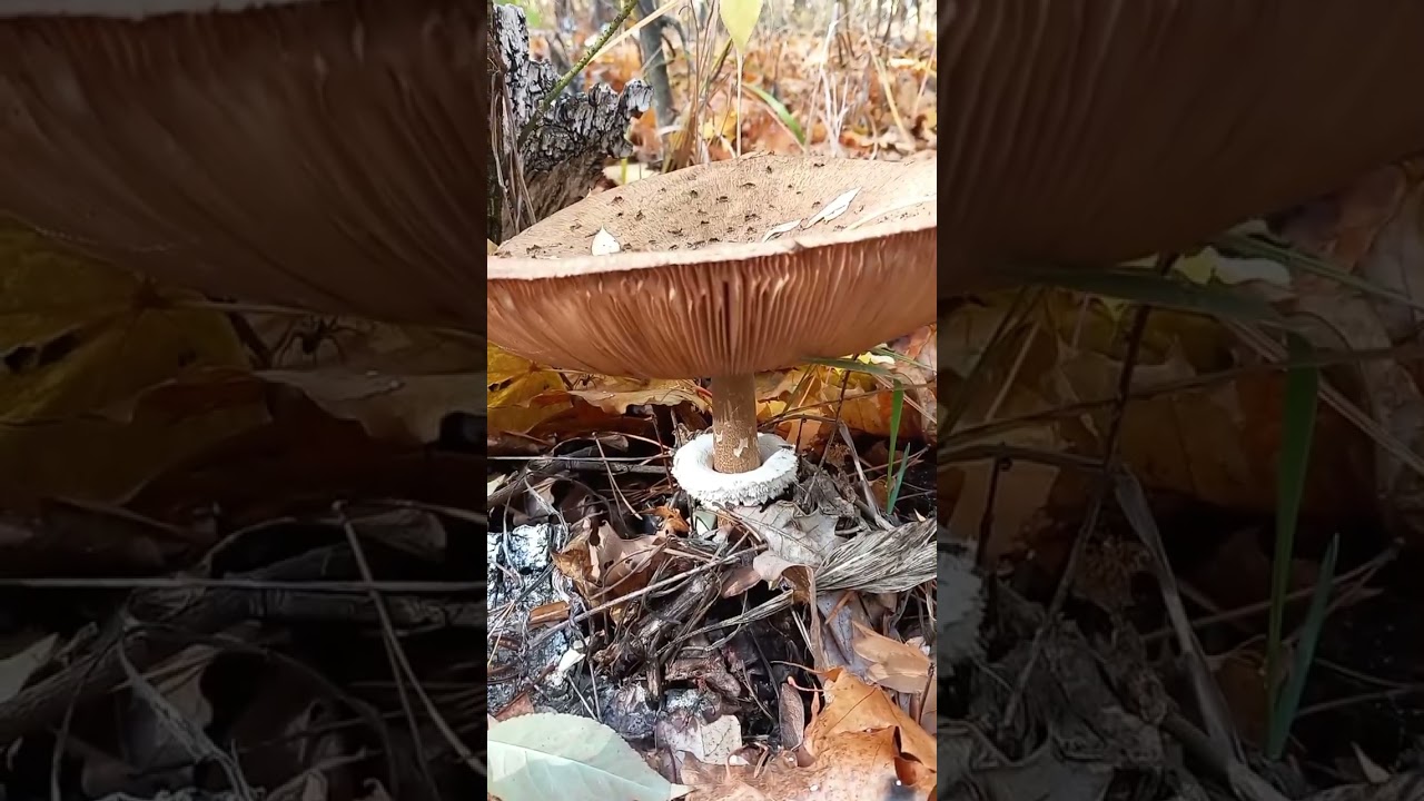 mushroom umbrella #shorts #beautiful