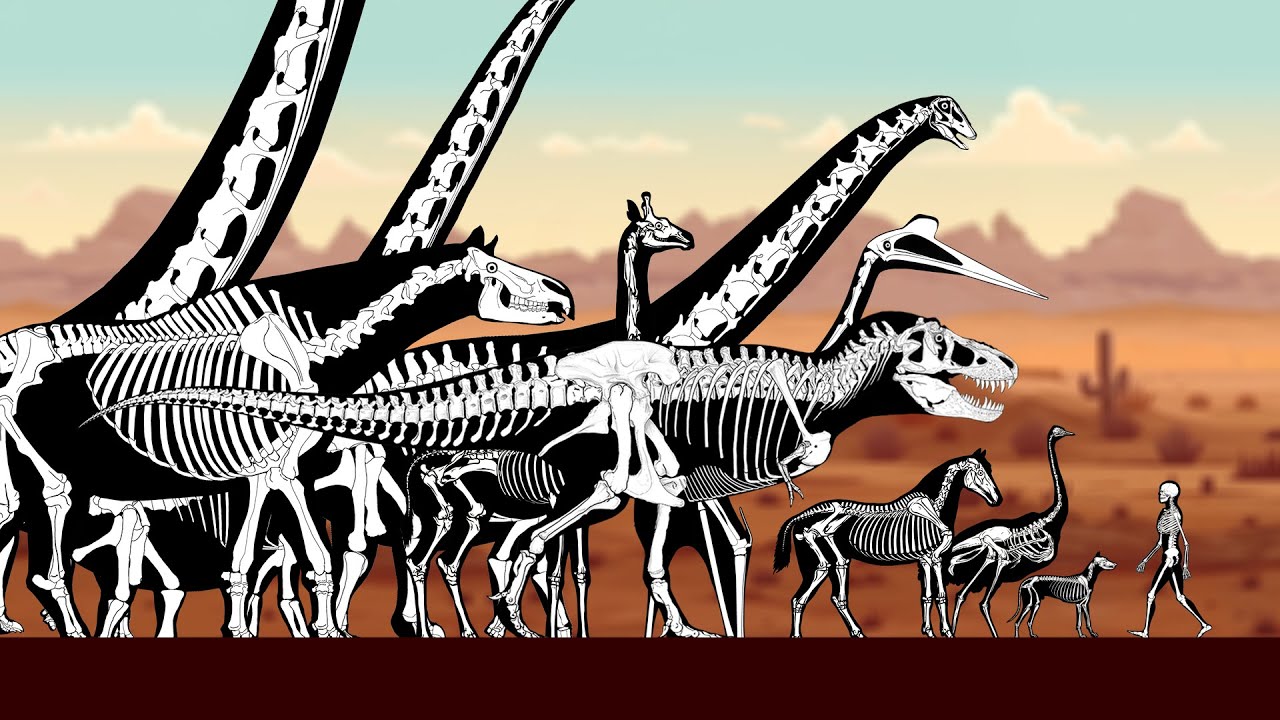Animals Skeleton Size Comparison: Living and Extinct
