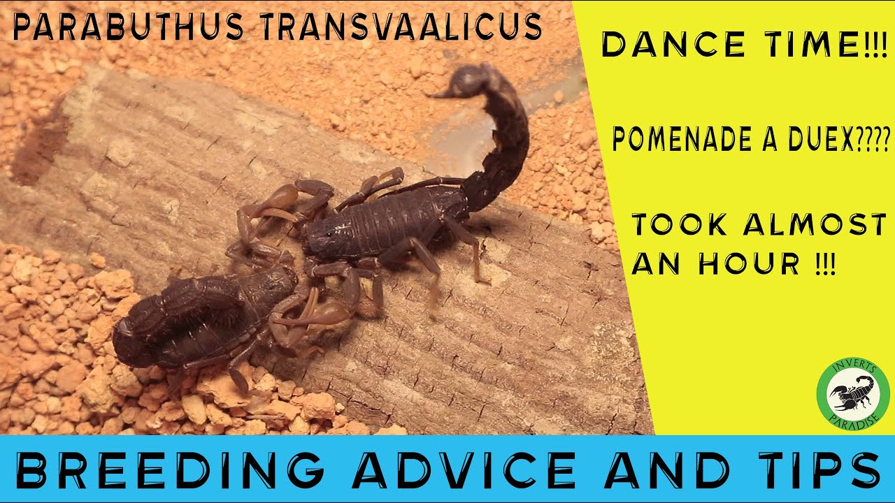 Scorpion breeding ft. Parabuthus transvaalicus. IT TOOK INSANELY LONG !!!!