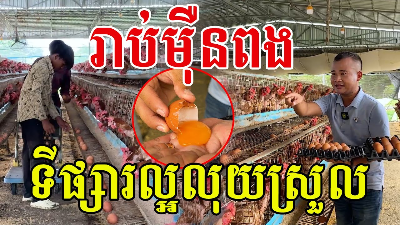 រាប់ម៉ឺនពង​ ប្រមូលរាល់ថ្ងៃ​ ទីផ្សារល្អលុយស្រួល