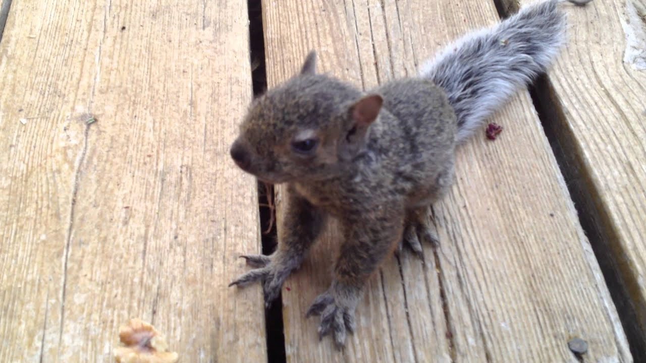 Lost and Hungry Baby Squirrel