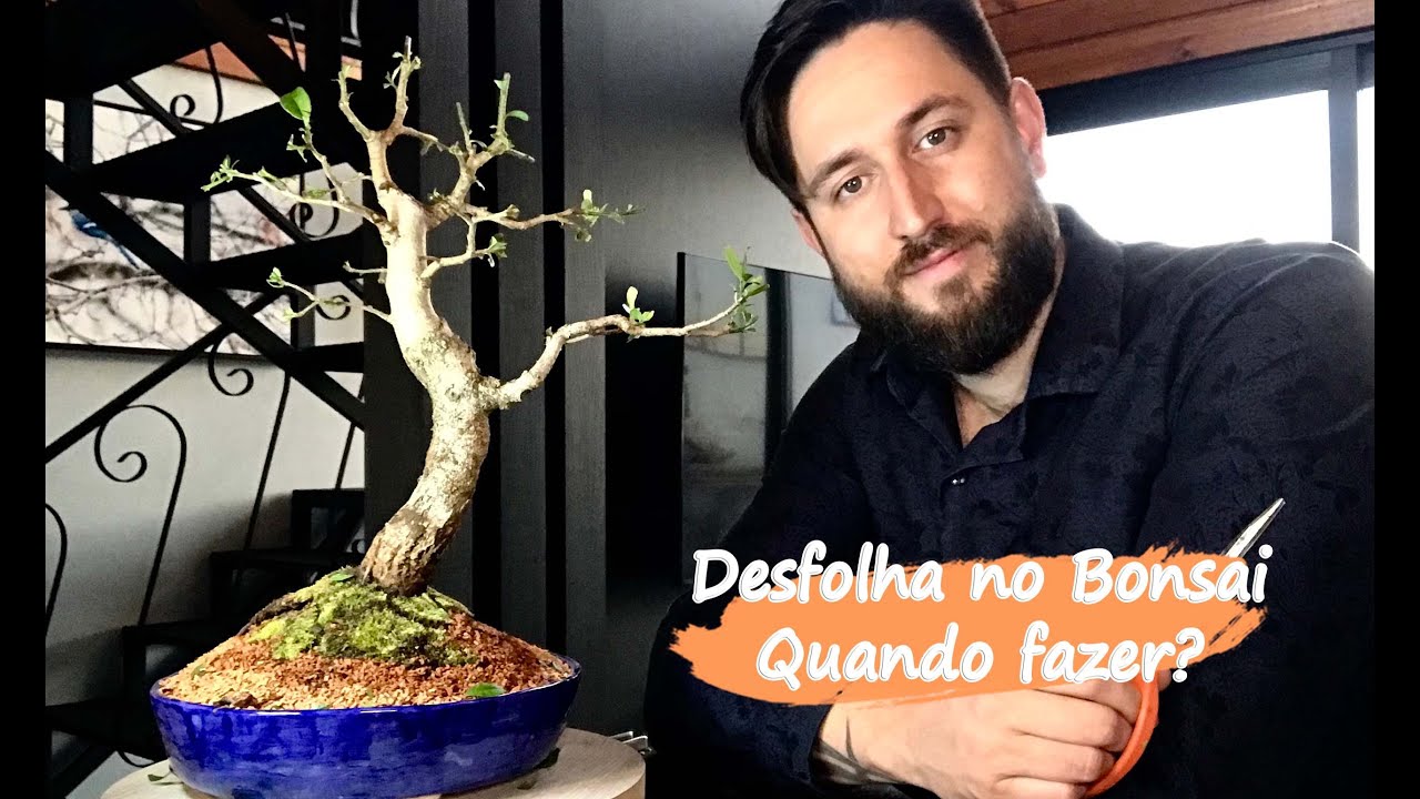 Desfolha no Bonsai - Quando fazer?