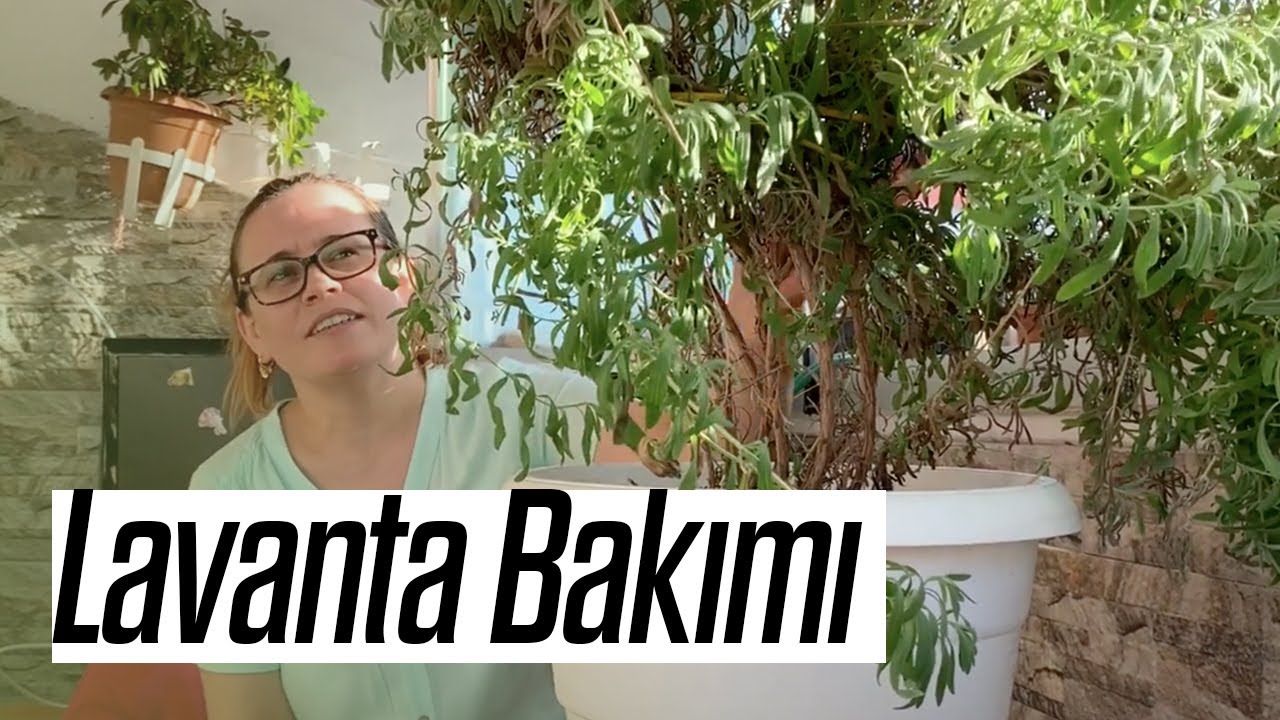 Lavanta Bakımı (Budama, Çelik Alma, Çoğaltma)