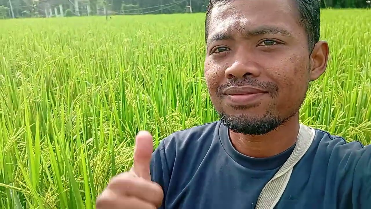 Update perkembangan padi hibrida SRIDEWI 67 hst. 