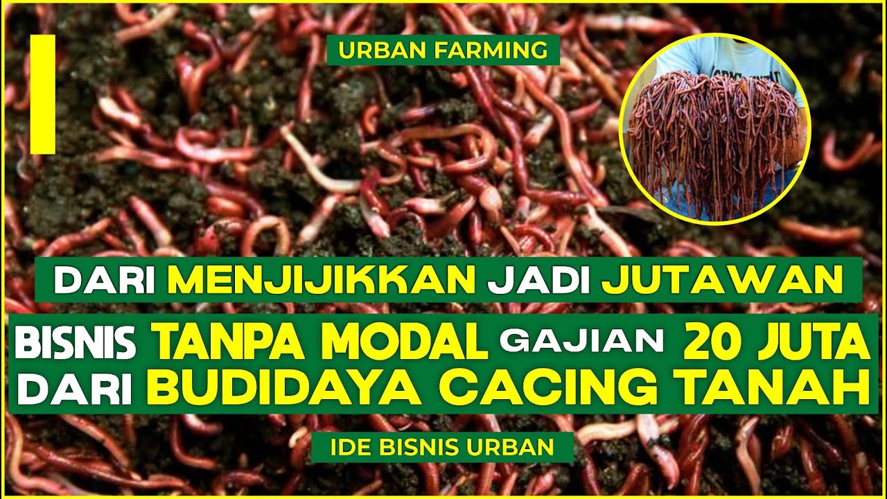 RAHASIA TERBONGKAR ! Begini Cara Memulai Budidaya Cacing Tanah dari Nol Sampai Panen - Untung Besar!