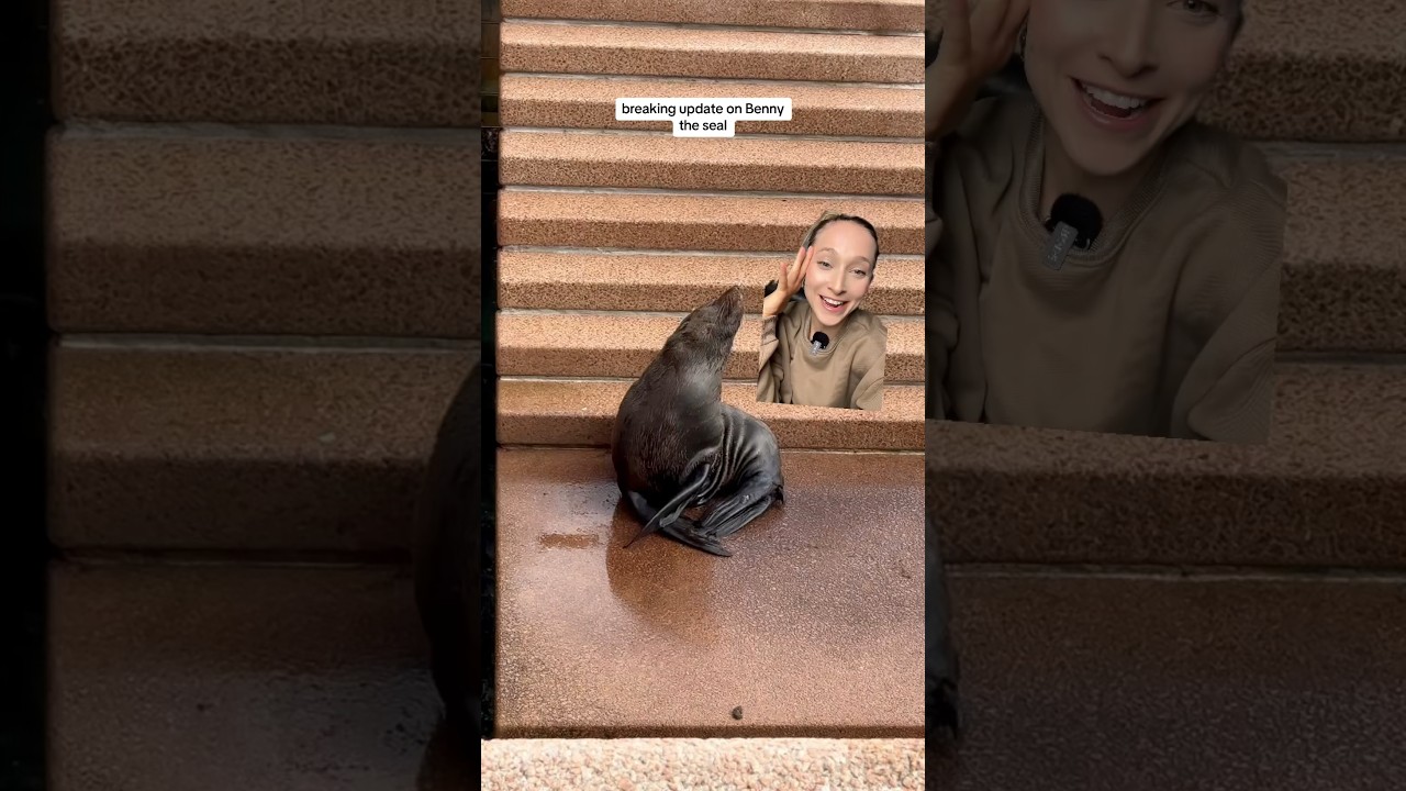 🦭 BREAKING NEWS on Benny the Sydney Opera House Seal 😍🇦🇺