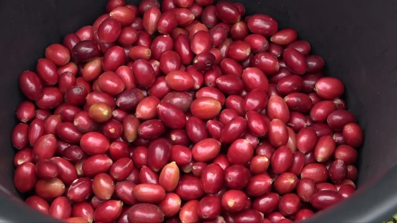 2021 - Le Bourbon Pointu, un café d'excellence