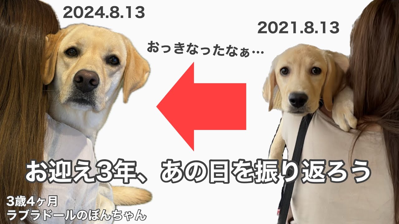 【お迎え初日#146】お迎えから3年、あの日を振り返ろう★labrador retriever ラブラドールレトリバー パピー　大型犬　ぼんちゃん　可愛い　癒し
