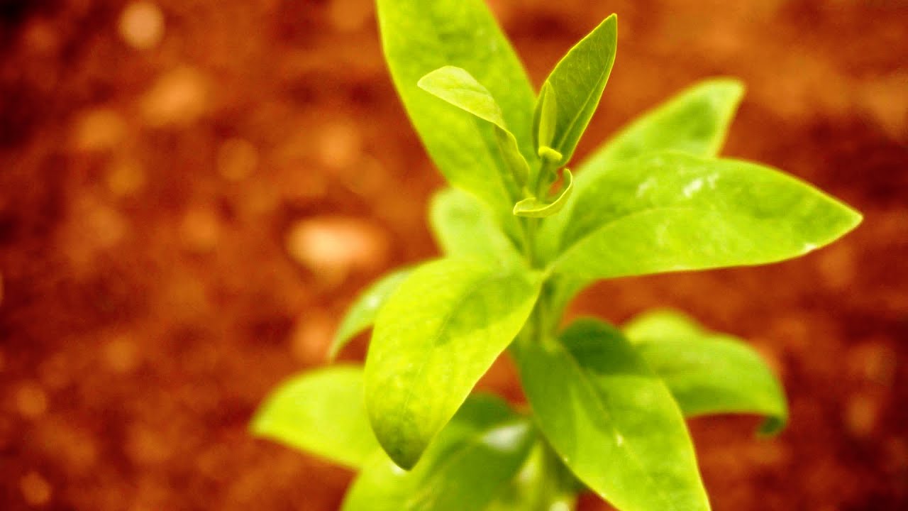 How to plant Sandalwood tree | With Activated Biochar and other ingredients