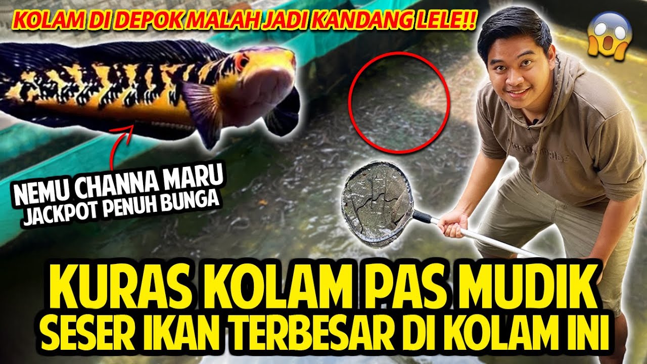 KURAS KOLAM PAS MUDIK! SESER IKAN TERBESAR YANG ADA DI KOLAM INI! NEMU CHANNA MARU JACKPOT DISINI!