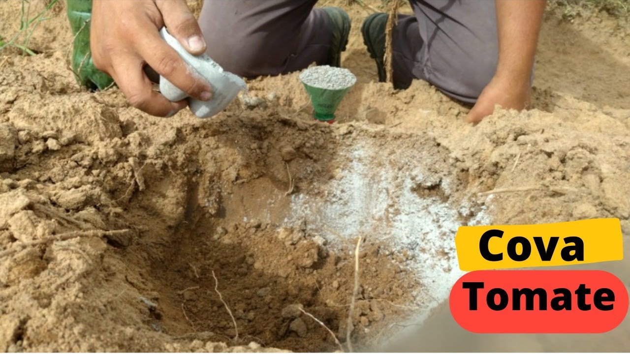 COMO PREPARAR COVA PARA PLANTAR TOMATE
