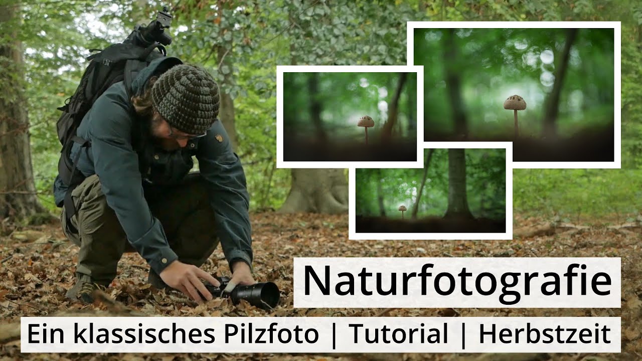 Naturfotografie: Ein klassisches PILZFOTO | TUTORIAL | Herbstzeit ist Pilzzeit!