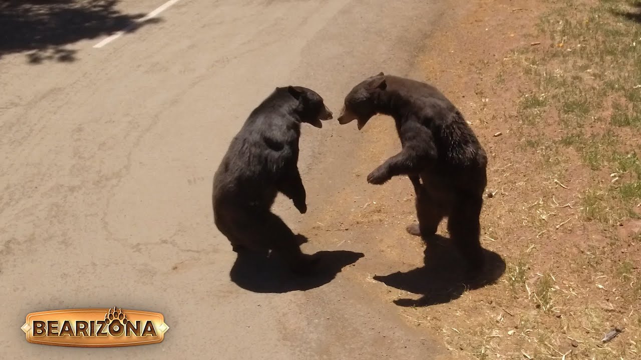 Bearizona Wildlife Park in Williams, Arizona