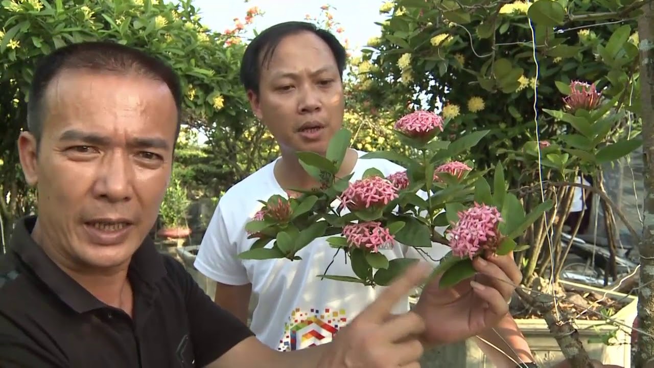 VUA MẪU ĐƠN, PHÂN BIỆT MẪU ĐƠN QUÝ, BẠN KHÔNG NÊN XEM VIDEO NÀY NẾU KHÔNG YÊU MẪU ĐƠN