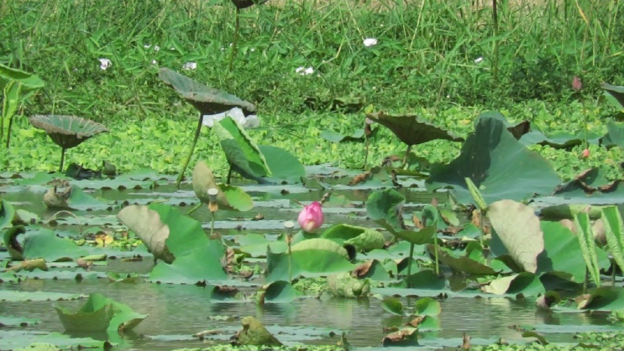岡山典寶溪滯洪池散策 A Leisurely Walk at Gangshan Dianbao Creek Detention Basin