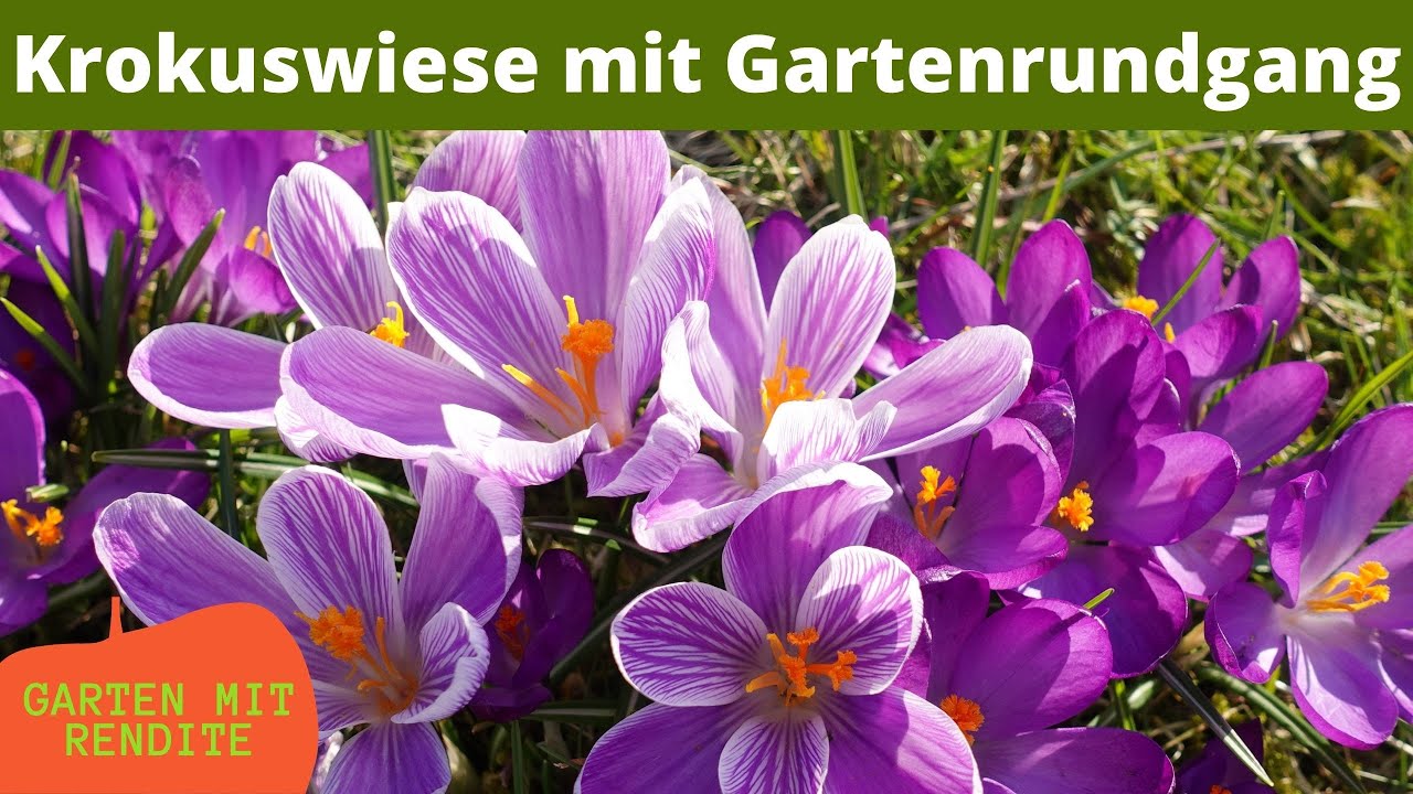 Krokuswiese und andere Frühjahrsblüher | Kleiner Gartenrundgang Ende März