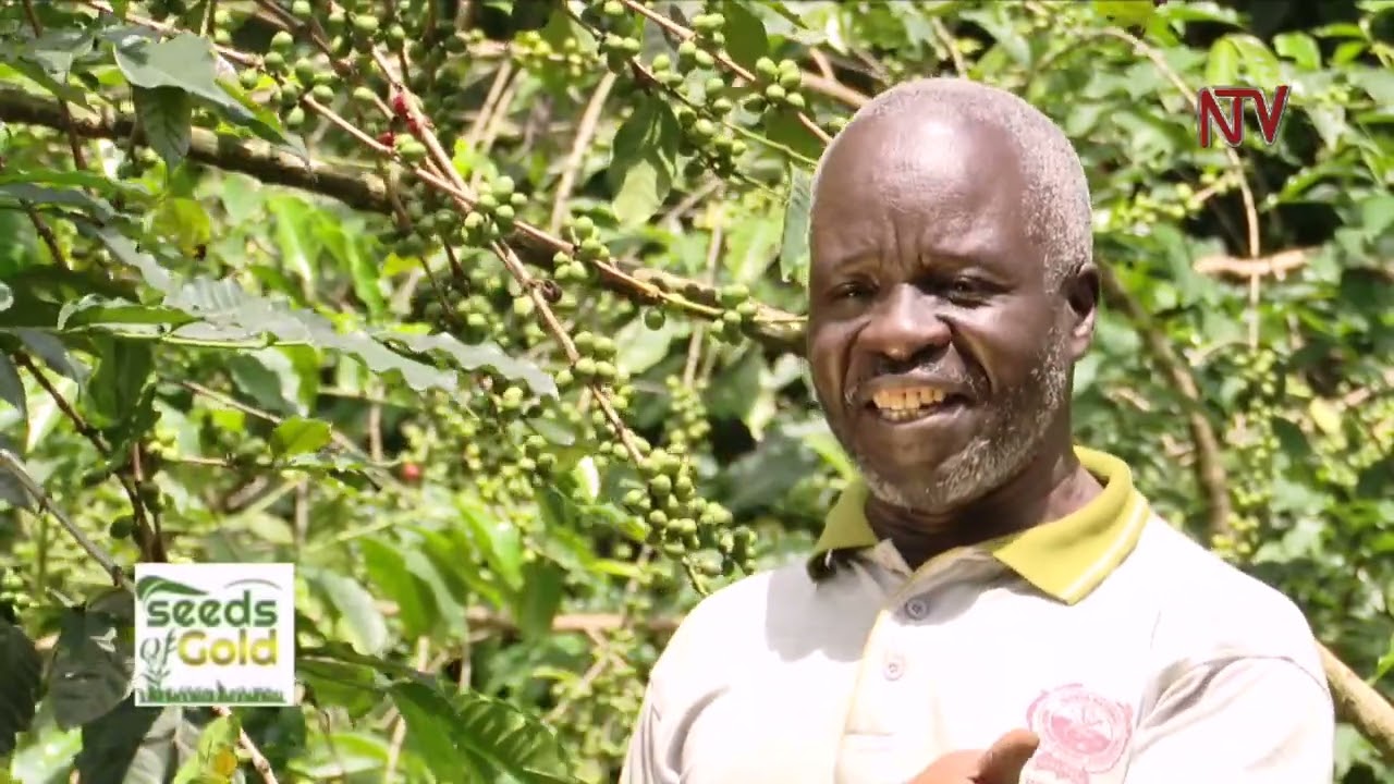 How to establish and care for a good coffee garden | SEEDS OF GOLD