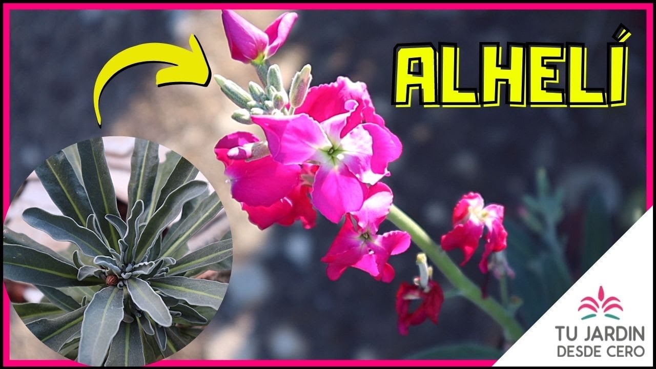 🌱 El ALHEL&Iacute; | Cuidados del Alel&iacute; + Propagar Alel&iacute;es [Matthiola incana] 💐