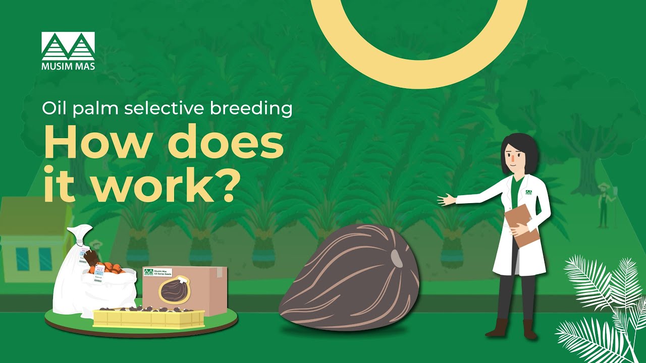 Oil Palm Selective Breeding - How does it work?