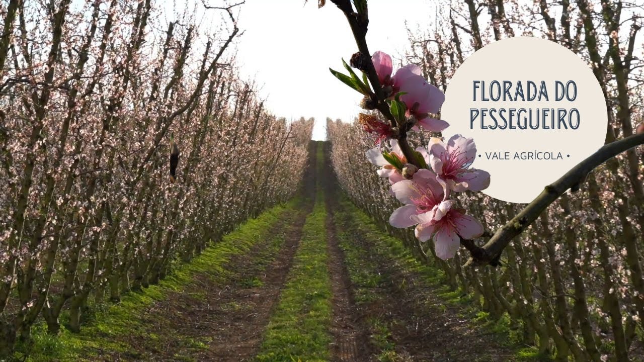 Passeio de trator em meio a florada dos pessegueiros!