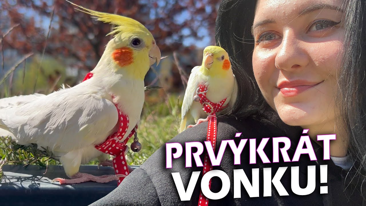 IŠLA SOM PO PRVÝKRÁT VONKU S ELVISOM!