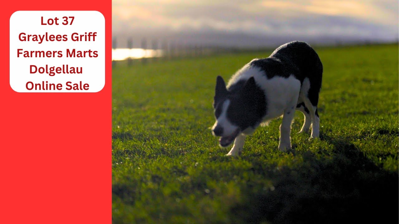 Lot 37: Graylees Griff - 04.02.26 Farmers Marts Dolgellau Online Sheepdog Auction.
