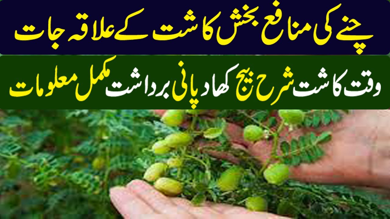 Chickpea Cultivation in Pakistan | چنے کی کاشت