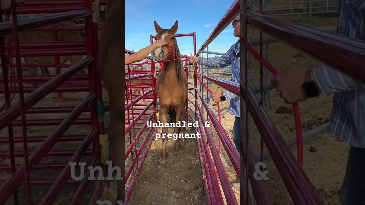 Dolly ❤️ Pregnant & almost sent through the pipeline #horserescue #horse #lazybequinerescue #shorts