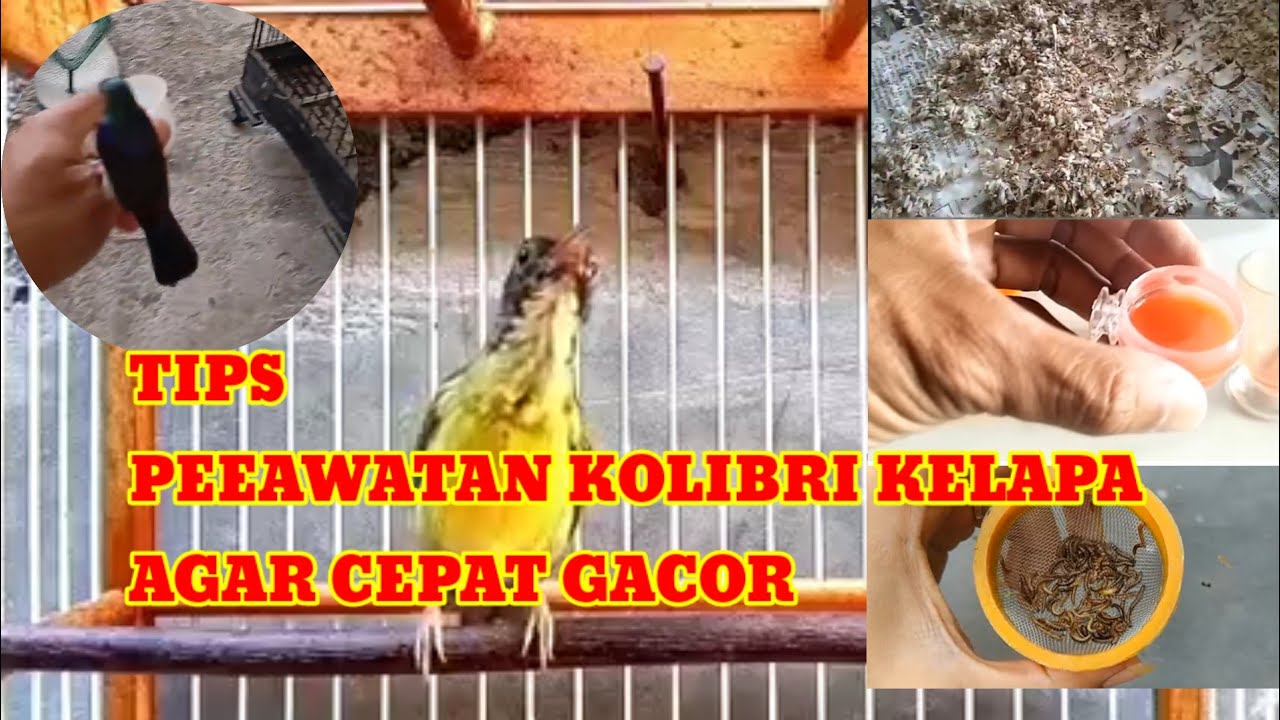 TIPS perawatan Kolibri kelapa agar cepat gacor// cara merawat burung korlap agar cepat gacor