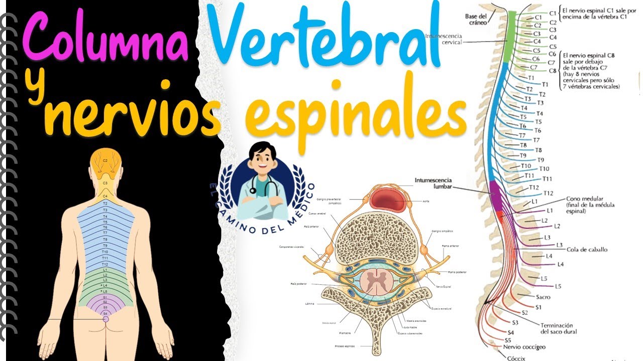 Columna Vertebral y su relación con los nervios craneales - Didáctico