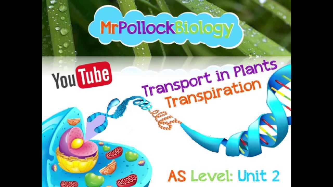 Transport in Plants: Transpiration & Xerophytes
